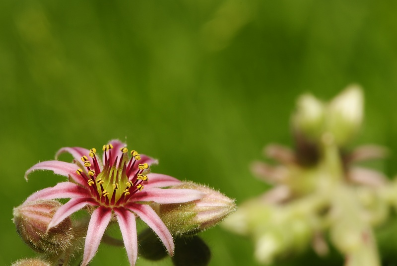 arachnoideum x S. tectorum from Pedraforca, Abhang