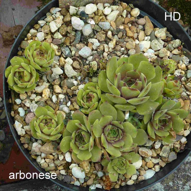 arbonese