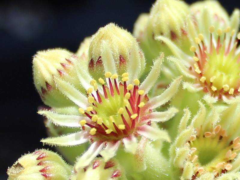 armenum ssp. insigne from valley above Cirdak