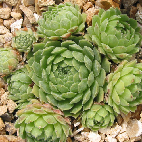 atlanticum from Oukaimeden