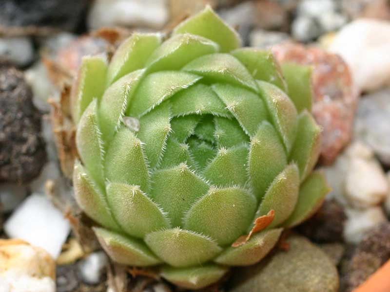 atlanticum