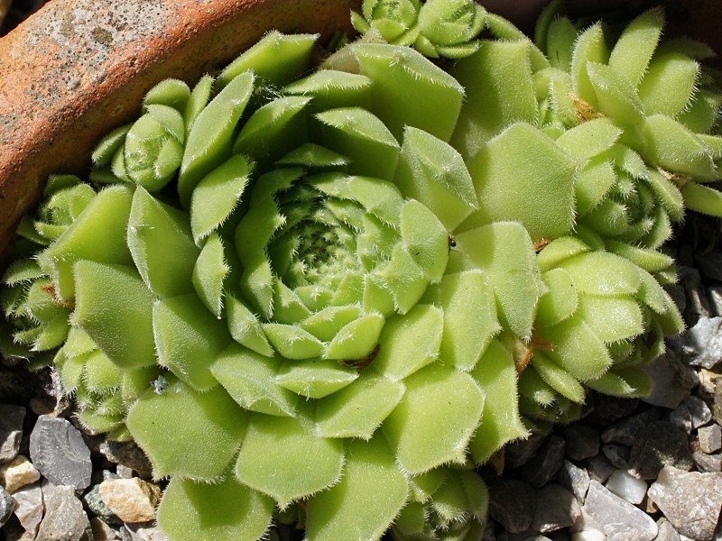 atlanticum