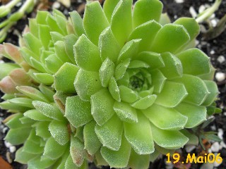 atlanticum