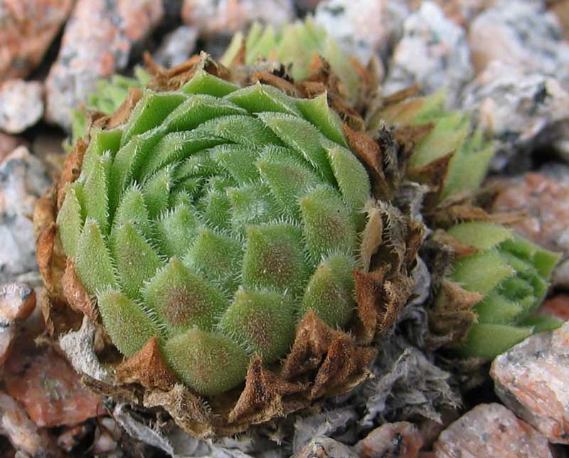 atlanticum