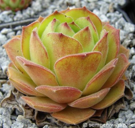 atropatanum