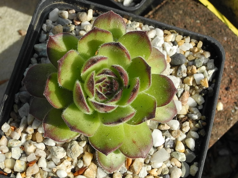 atropatanum
