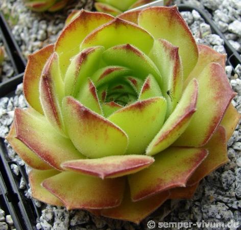 atropatanum