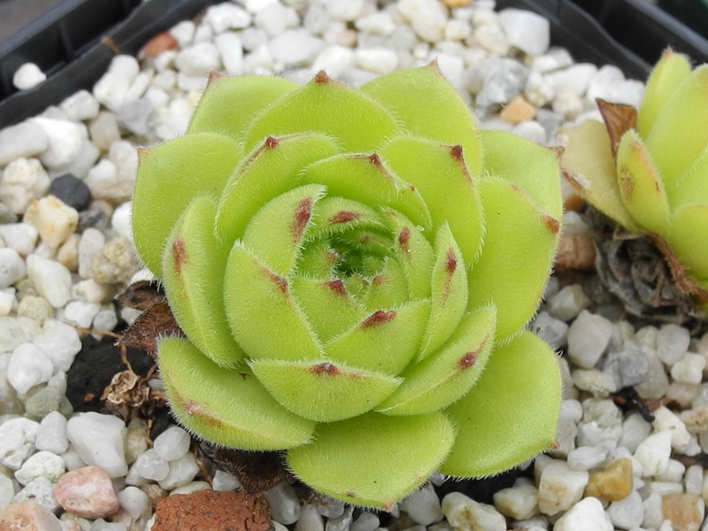 atropatanum