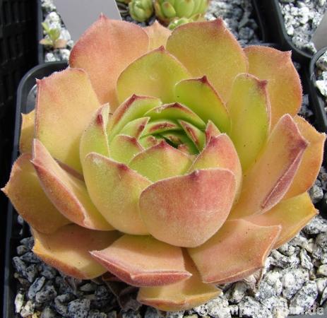 atropatanum