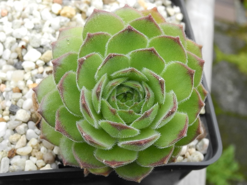 atropatanum