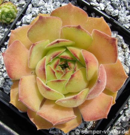 atropatanum