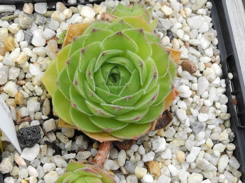 atropatanum