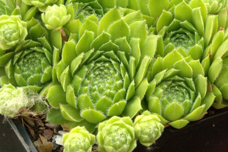 funckii var. aqualiense
