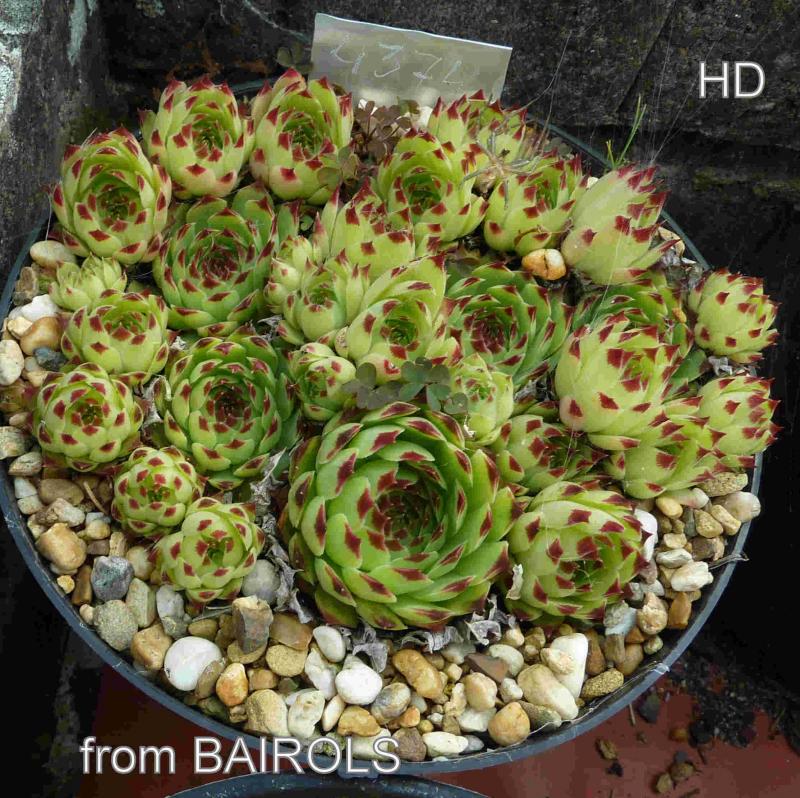 calcareum from Bairols 2