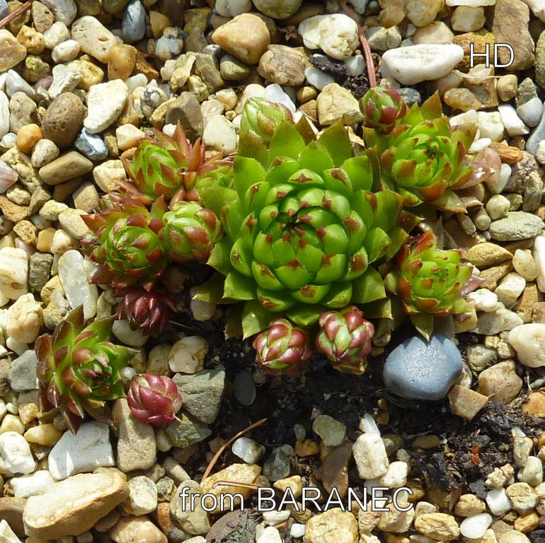 globiferum ssp. hirtum (tatrensis) from Baranec, 2000m