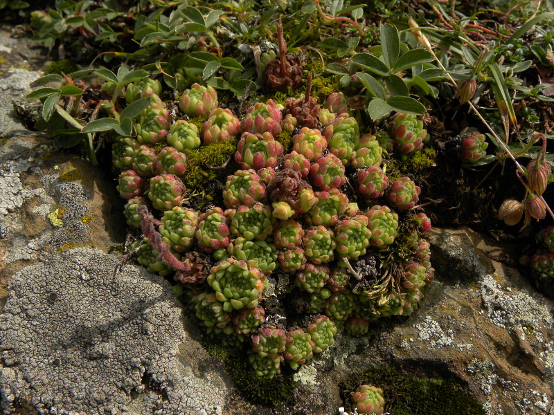barbulatum from Gavarnie, Hütte Pailla