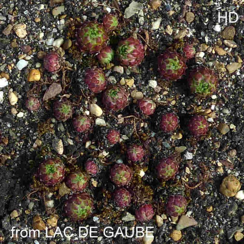 barbulatum from Lac de Gaube