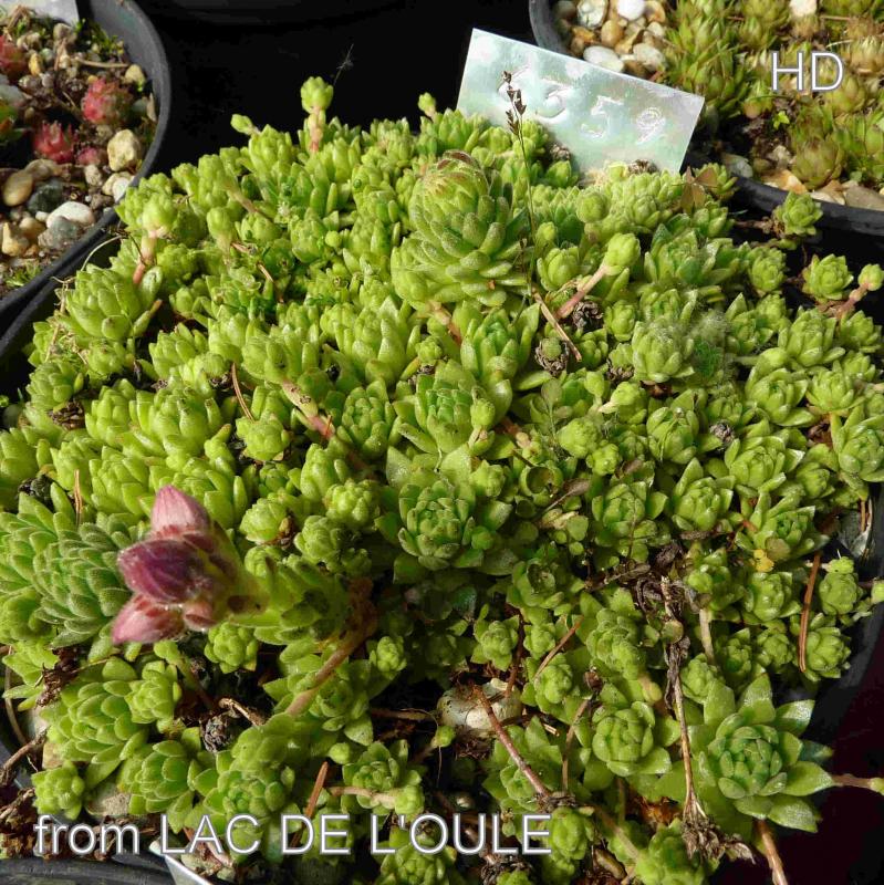 barbulatum from Lac de l'Oule