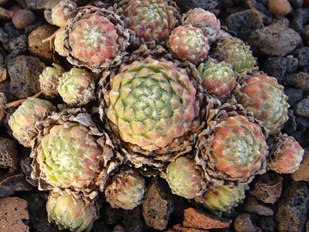 barbulatum from Nuria