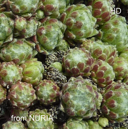 barbulatum from Nuria
