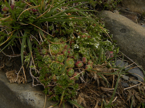 barbulatum from Port de Boucharo
