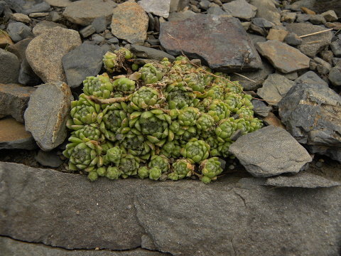 barbulatum from Port de Boucharo