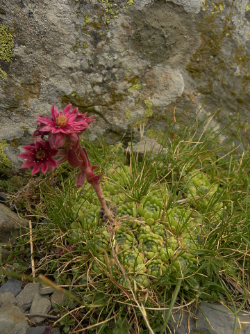 barbulatum from Port de Boucharo