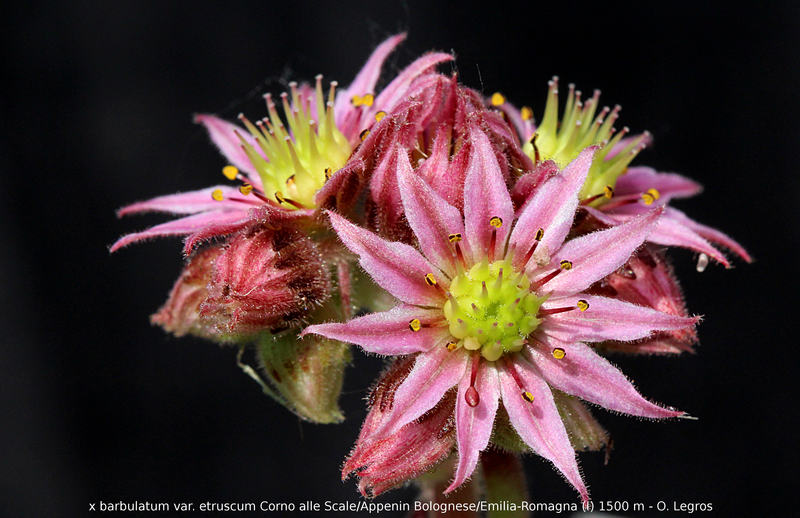 barbulatum ssp. etruscum from Corno alle Scale