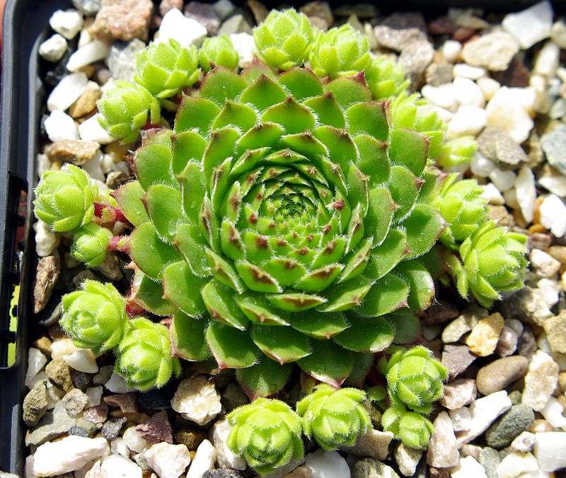 barbulatum