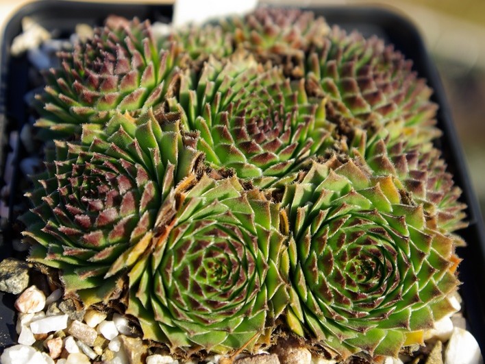 barbulatum