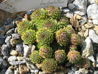 barbulatum
