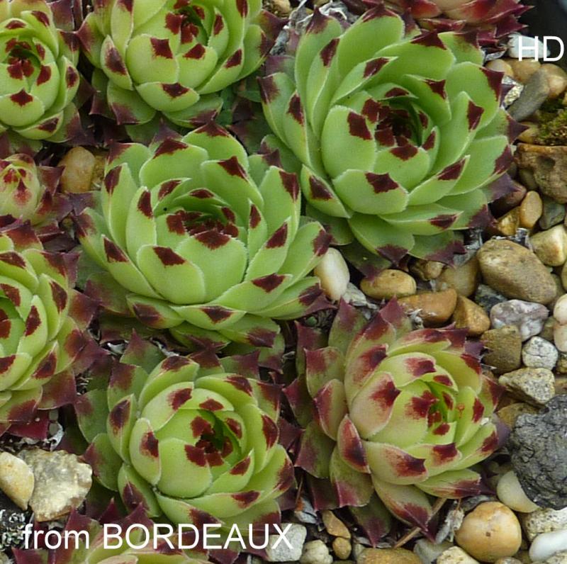 calcareum from Bourdeaux 3