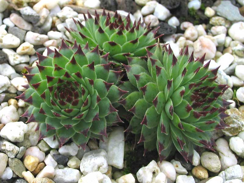 calcareum from Alpes Maritimes 5