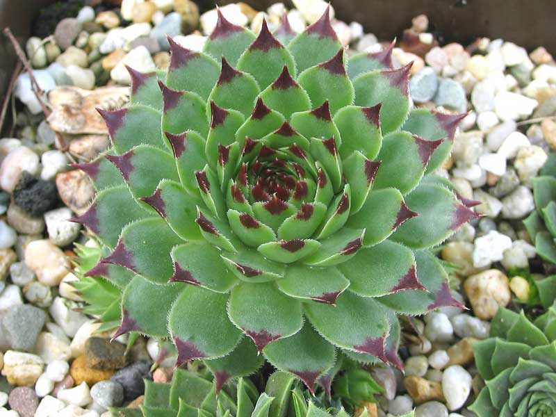 calcareum from Alpes Maritimes 4