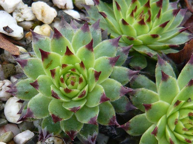 calcareum from Alpes Maritimes 6