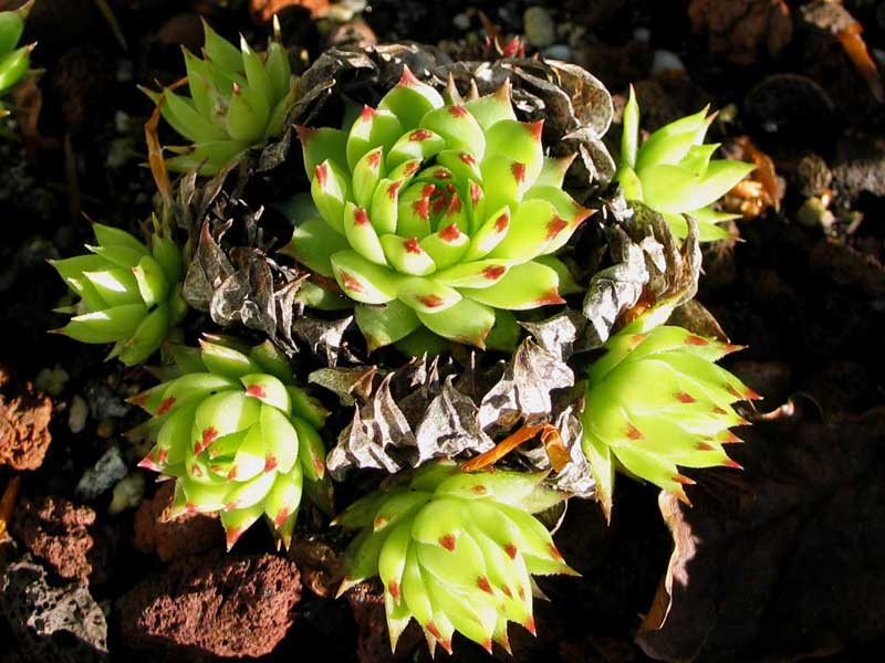 calcareum from Alpes Maritimes 1