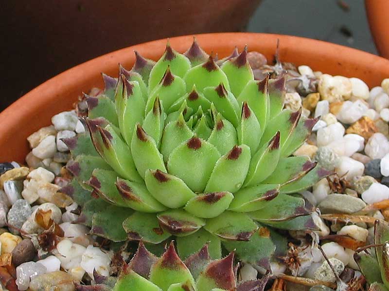 "calcareum (""pale form"")