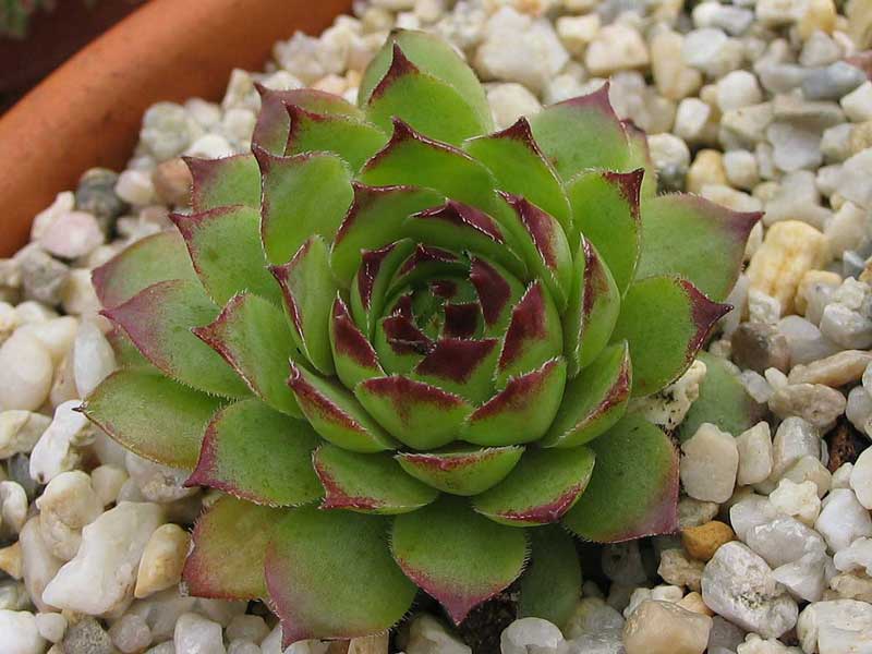calcareum x S. tectorum