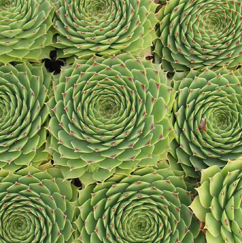 calcareum from Céüse 6