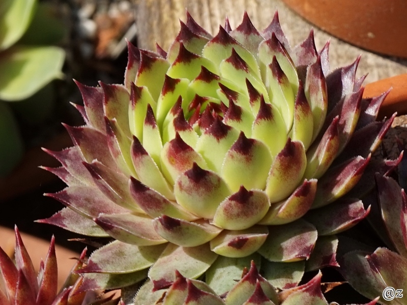 calcareum from Alpes Maritimes 3