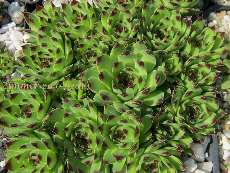 calcareum (spinifolium)