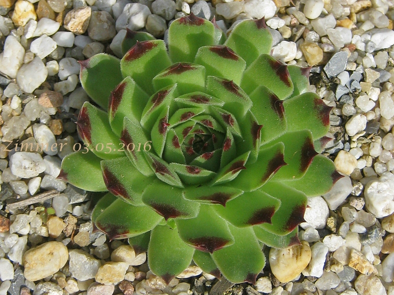 calcareum (spinifolium)