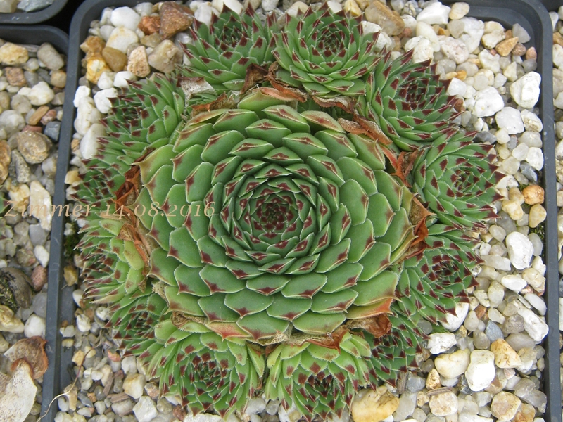 calcareum (spinifolium)
