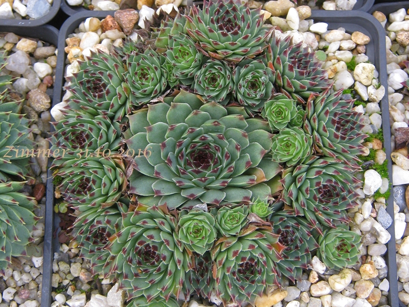 calcareum (spinifolium)