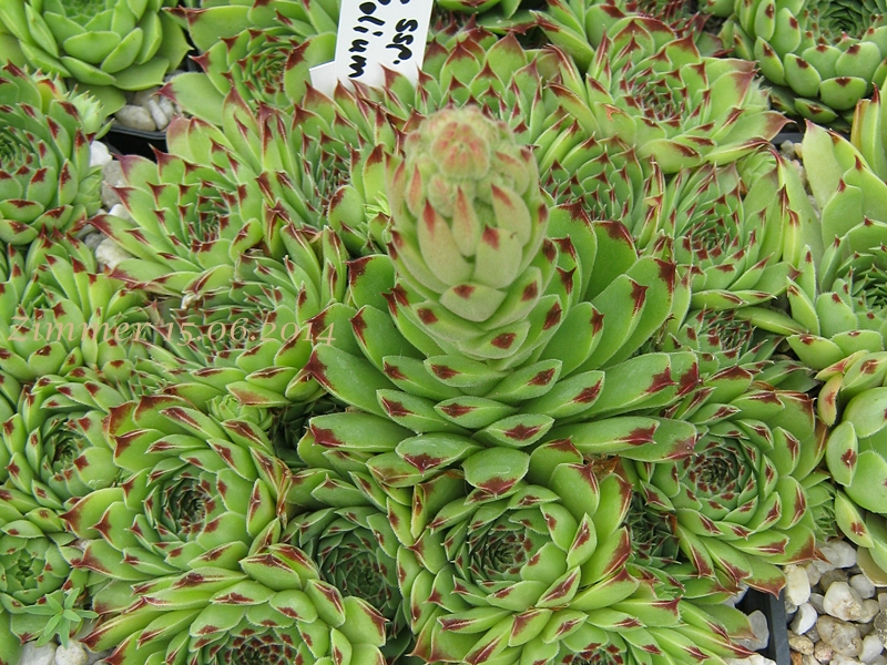 calcareum (spinifolium)