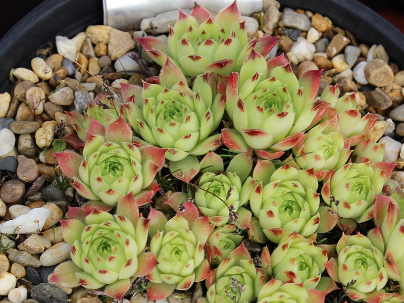calcareum from Col Bayard