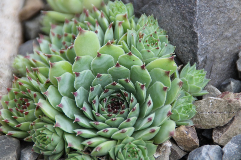 calcareum from Col Bayard