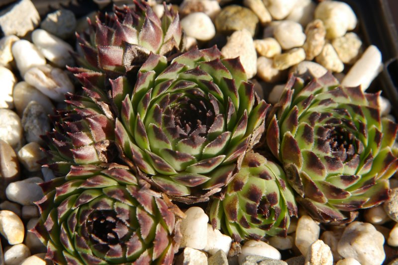 calcareum from La Sagne