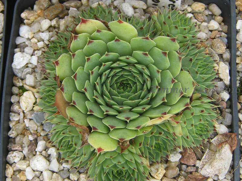 calcareum from La Vanoise