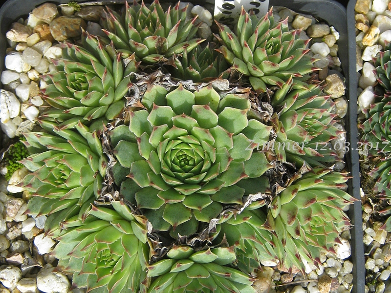 calcareum from La Vanoise